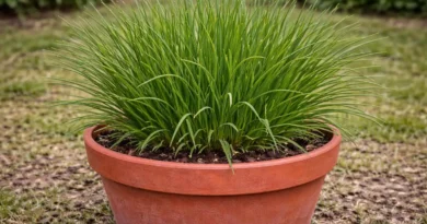 coltivazione erba cipollina