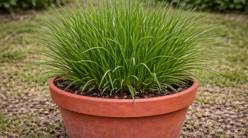 coltivazione erba cipollina