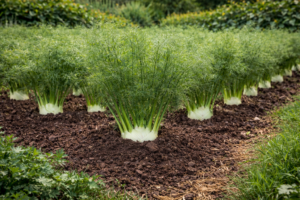 come piantare i finocchi​