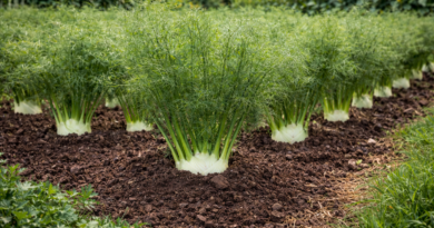 come piantare i finocchi​