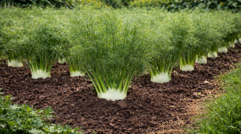 come piantare i finocchi​