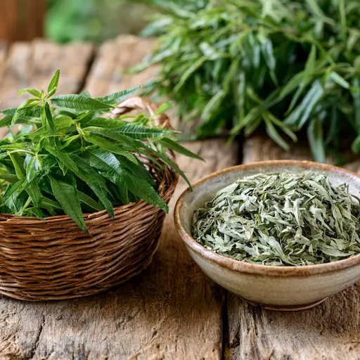 Foglie fresche ed essiccate di erba luigia pronte per tisane e infusi