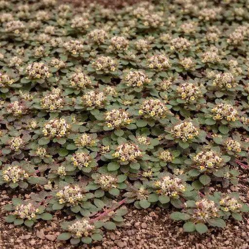 euforbia strisciante portulaca velenosa