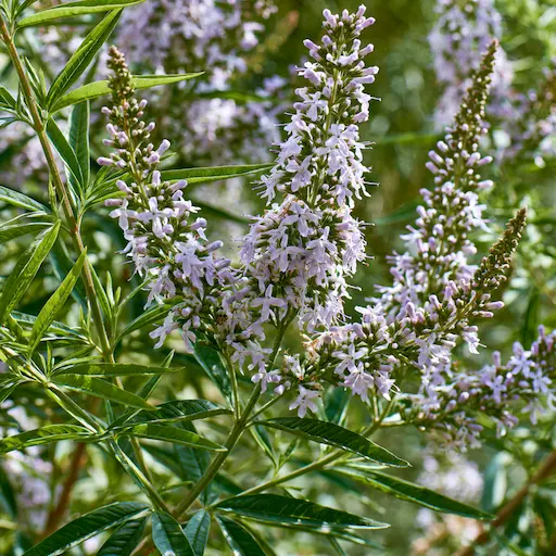Fioritura dell'erba luigia con piccoli fiori bianco lilla su rami verdi