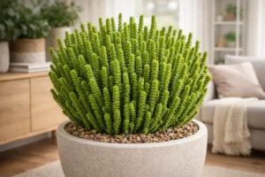 pianta di crassula muscosa