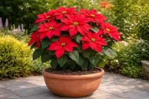 pianta di euphorbia pulcherrima