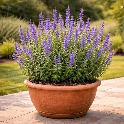 pianta di issopo in vaso