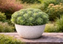 piantina di sedum spectabile