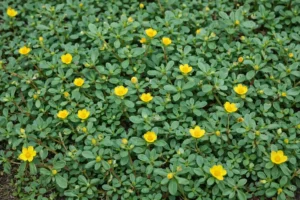 portulaca oleracea