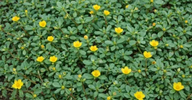 portulaca oleracea