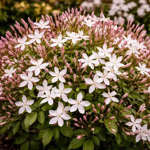 Jasminum grandiflorum