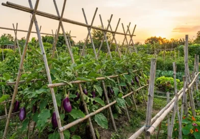coltivare le melanzane