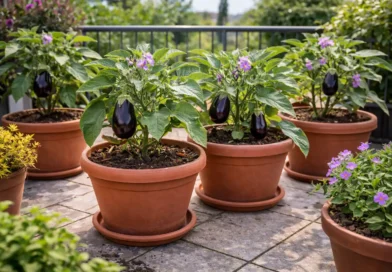 coltivazione delle melanzane in vaso