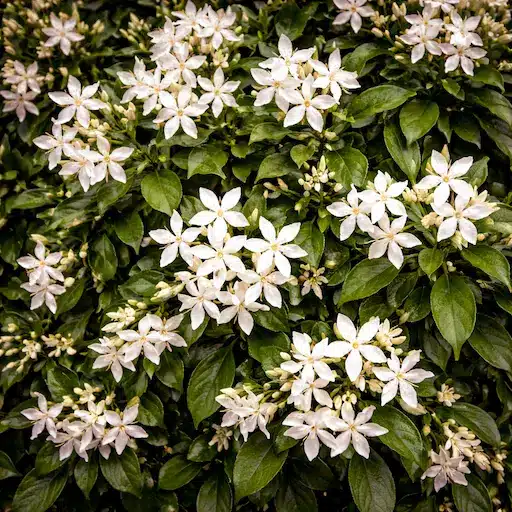 gelsomino sempreverde