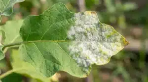 malattia della melanzana
