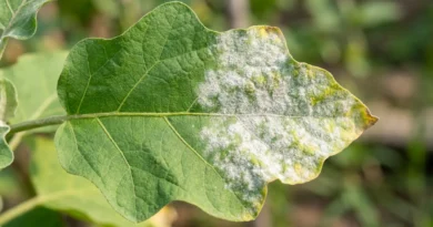malattia della melanzana