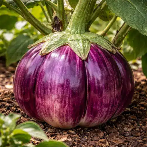 melanzana tonda di firenze