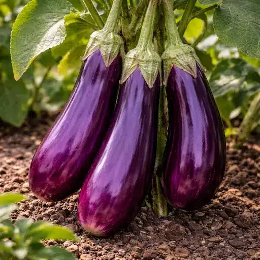 melanzana violetta lunga di napoli