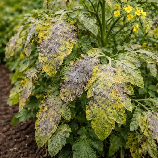 peronospora del pomodoro