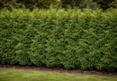 siepe di cipresso layland