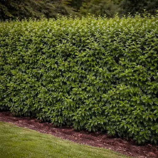 siepe di mirto in fiore