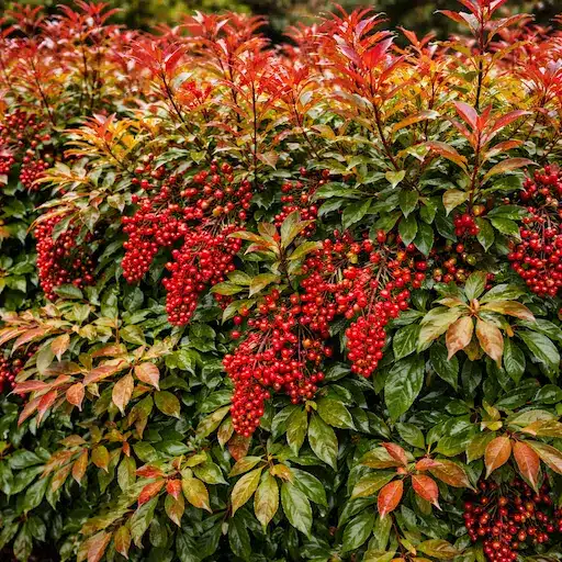 siepe di nandina
