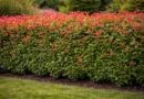 siepe di photinia