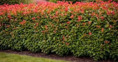 siepe di photinia