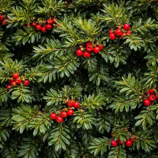 siepe di tasso foglie