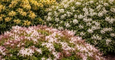 varieta di gelsomino