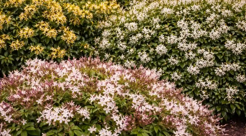 varieta di gelsomino