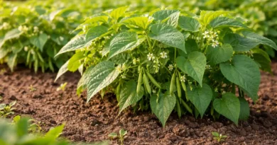 coltivare i fagiolini