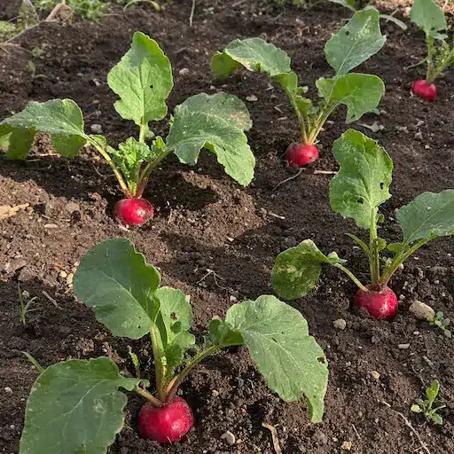 coltivare i ravanelli