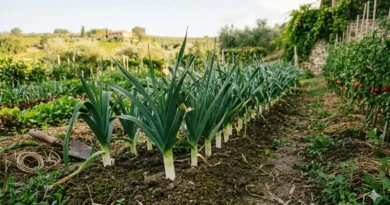 come coltivare i porri