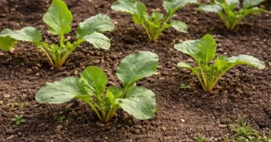 come coltivare i ravanelli