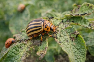 dorifora delle patate