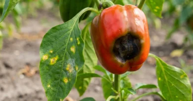 malattie dei peperoni