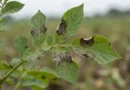 peronospora della patata