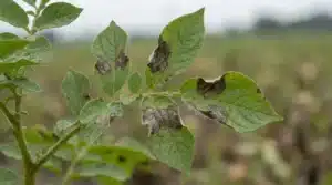 peronospora della patata