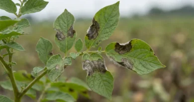 peronospora della patata