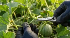 potatura del melone