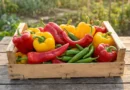 varieta di peperoni