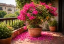 Bougainvillea perde i fiori rossi