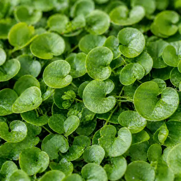 Dichondra Repens