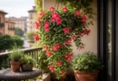 Dipladenia in vaso cascante