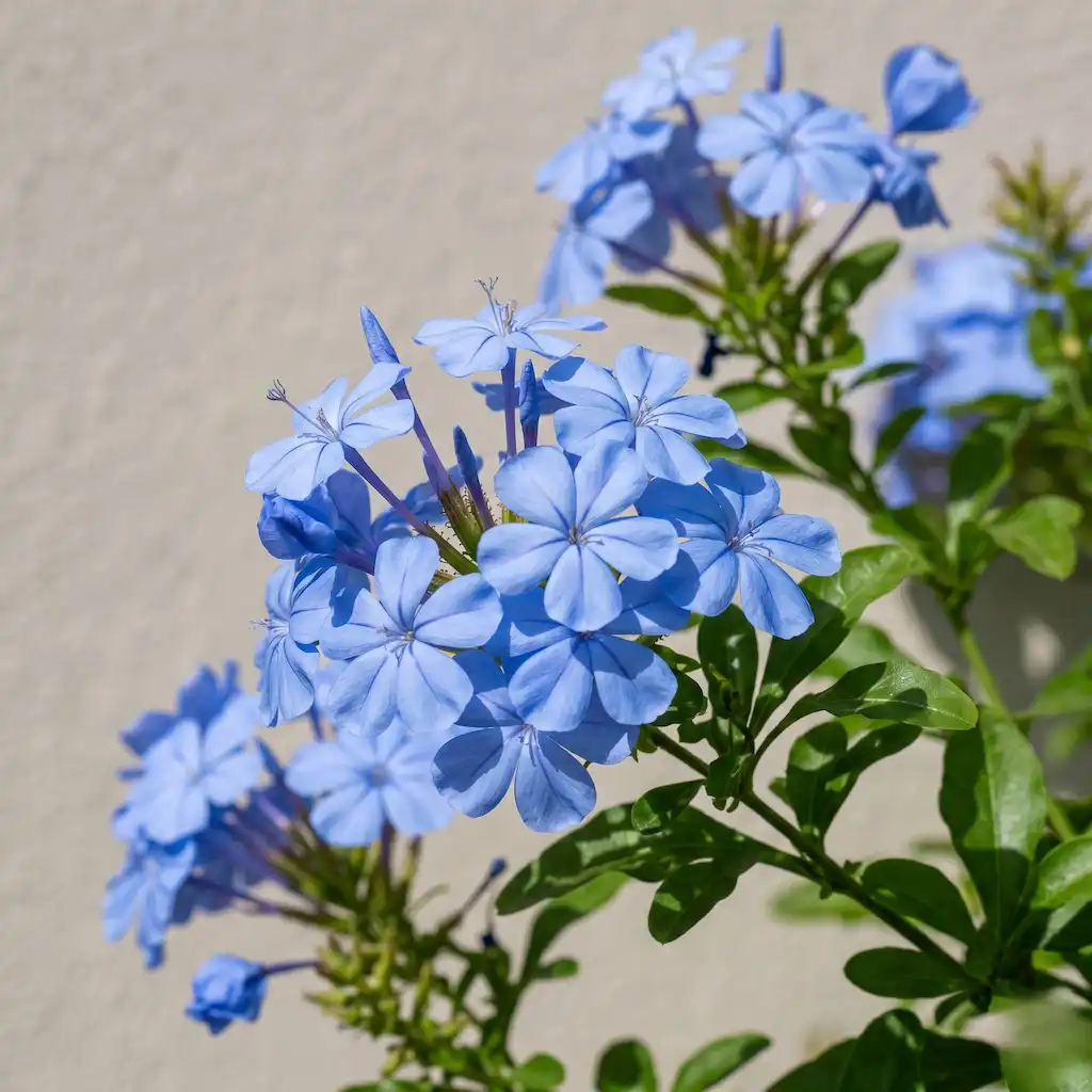 Plumbago Capensis