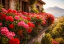 come far fiorire i gerani