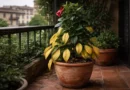 dipladenia foglie gialle caduta