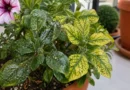 petunia con foglie gialle e appiccicose