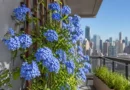 pianta di plumbago sul balcone